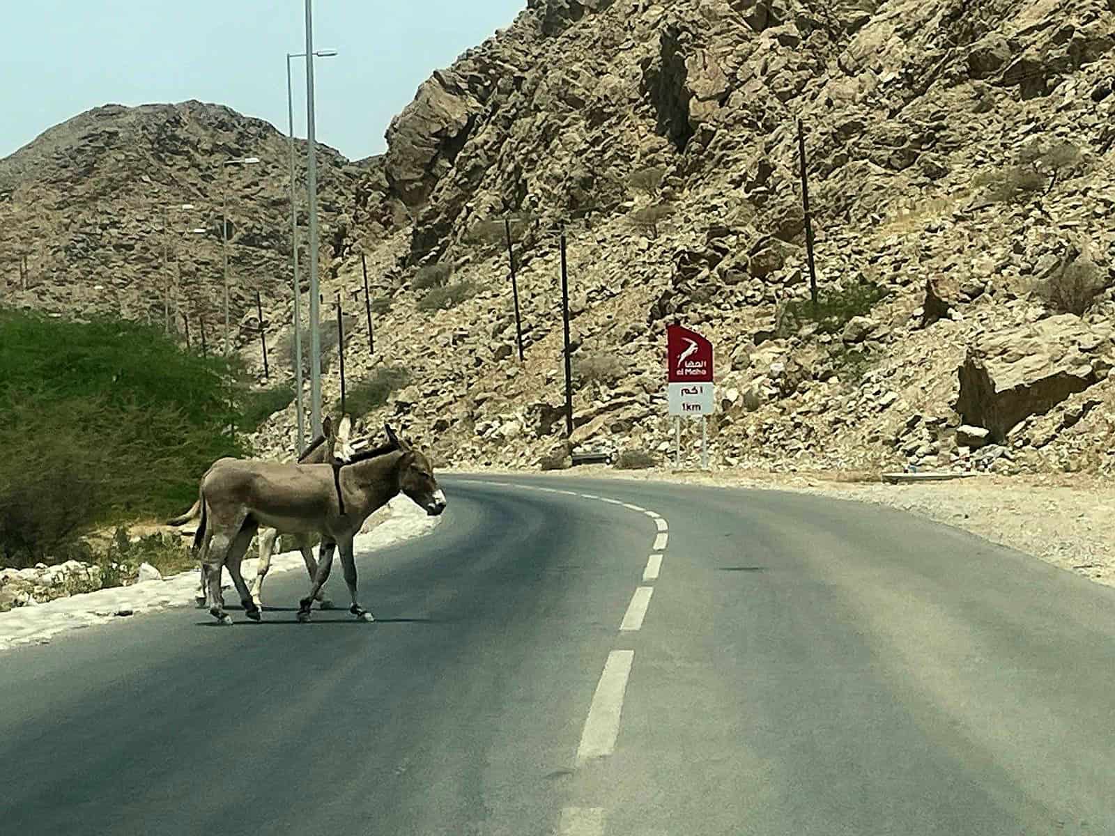 Driving in Oman donkey