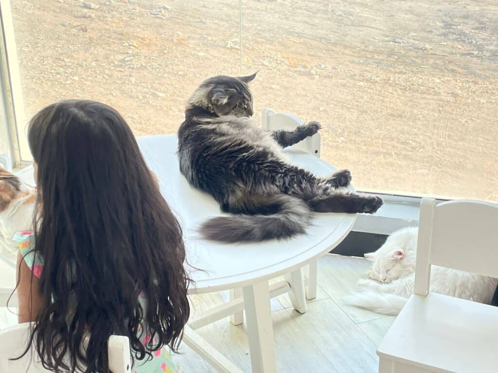 Little girl sitting near a Maine Coon cat at Fluffymania Cat Café