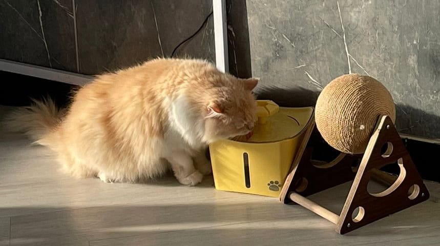 Cute ginger cat in a cat café in Muscat