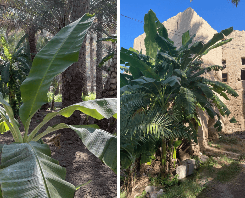 combo banana trees