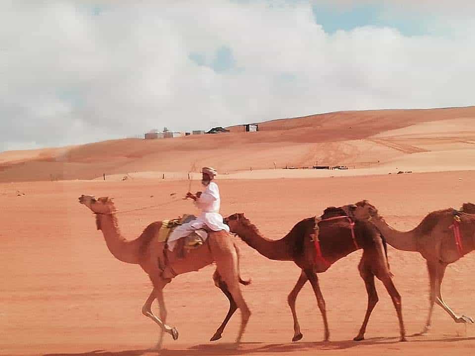 Camels in the desert