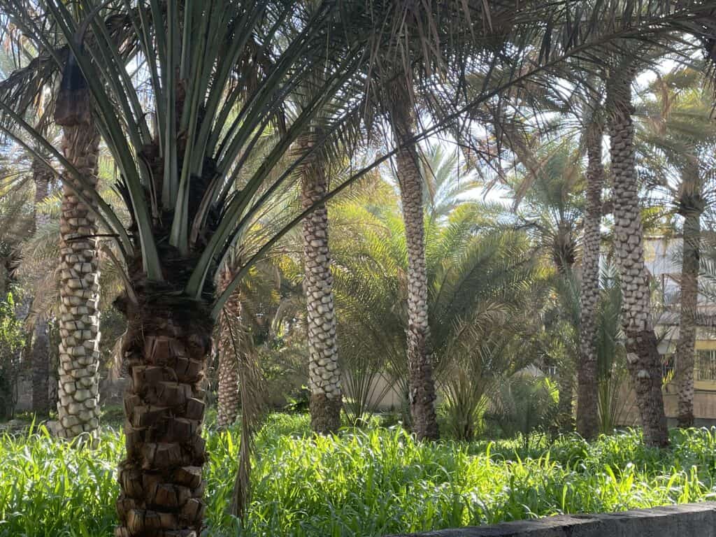 Palm trees in a plantation in Birkat al Mouz