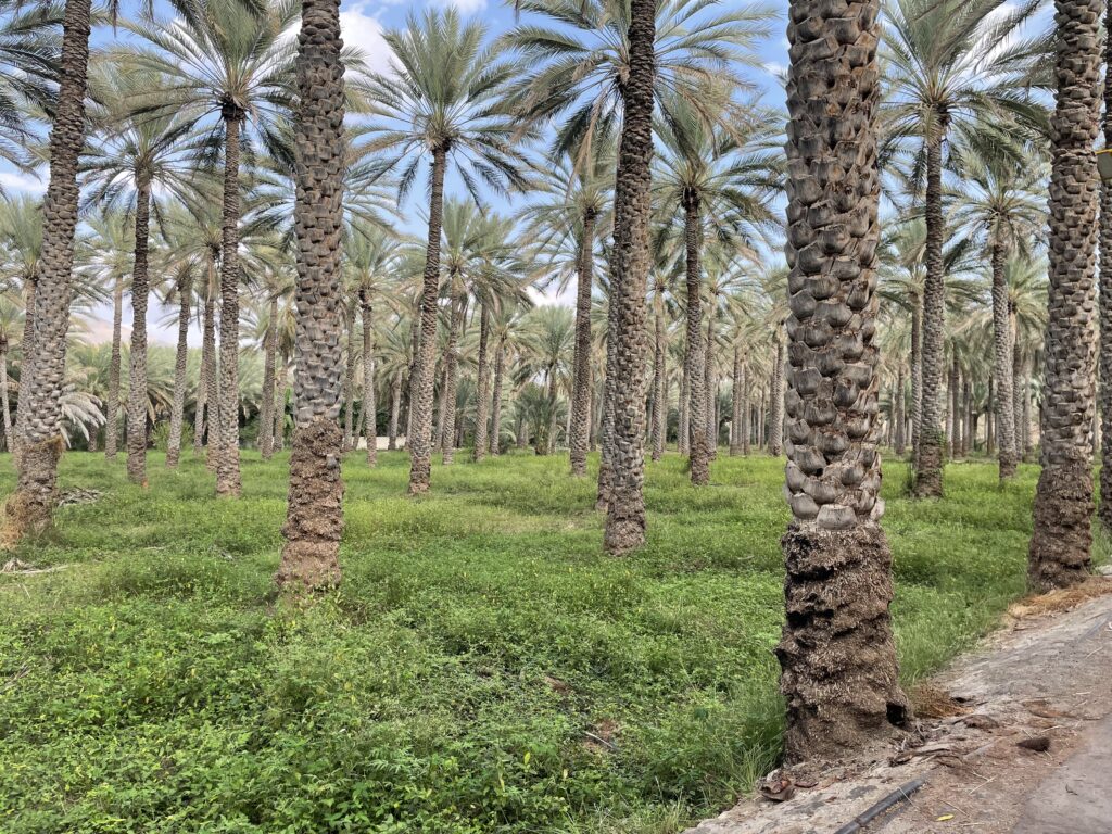 One of the plantations/farms in Birkat al Mouz