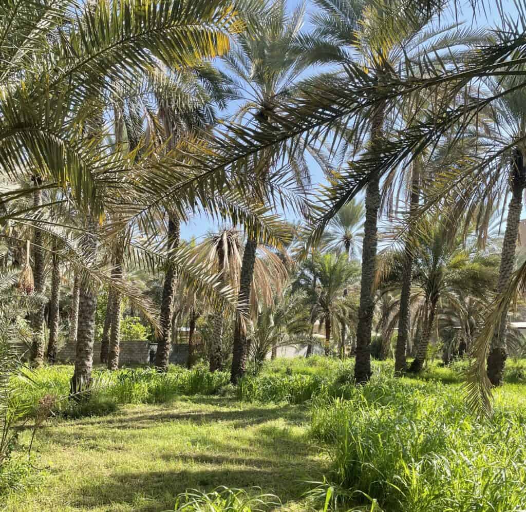 The plantations in Birkat al Mouz