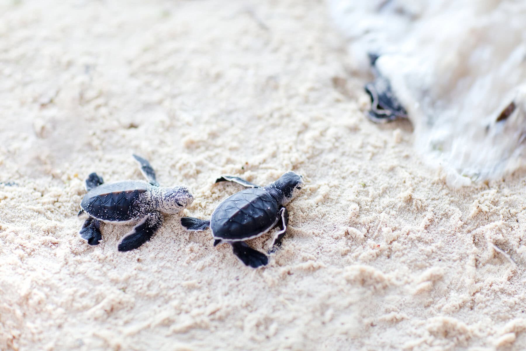 Baby Green turtles on the beach