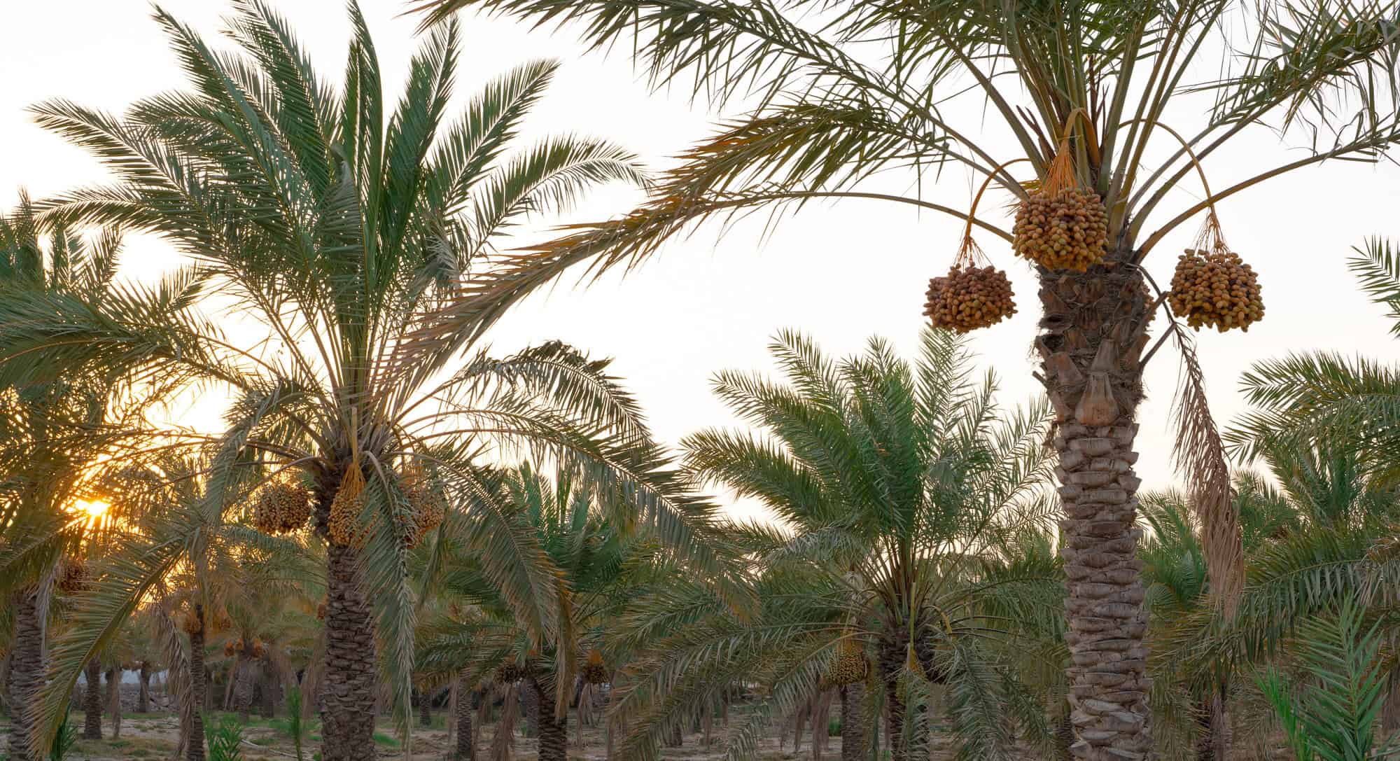 Dawn in Oman