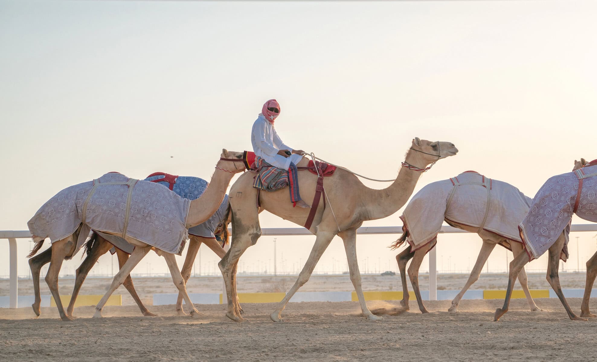 Camel race