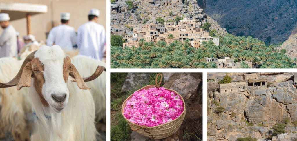 A collage of pictures showing the Goat market in Nizwa, the village of Misfat al Abriyeen, Roses from Jabel Akhdar