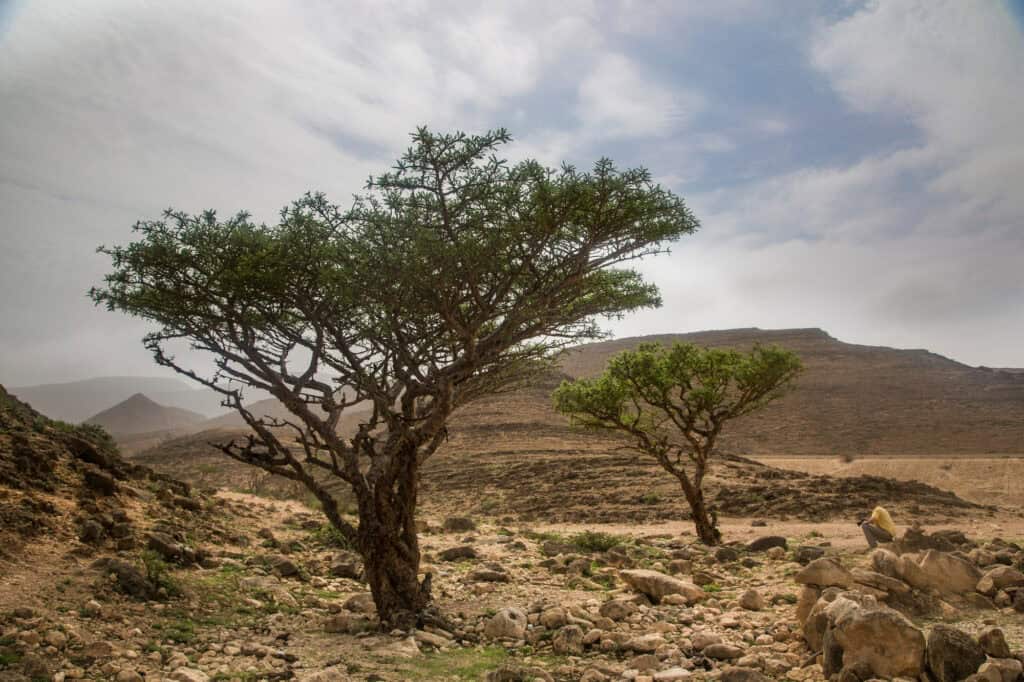 Frankincense tree