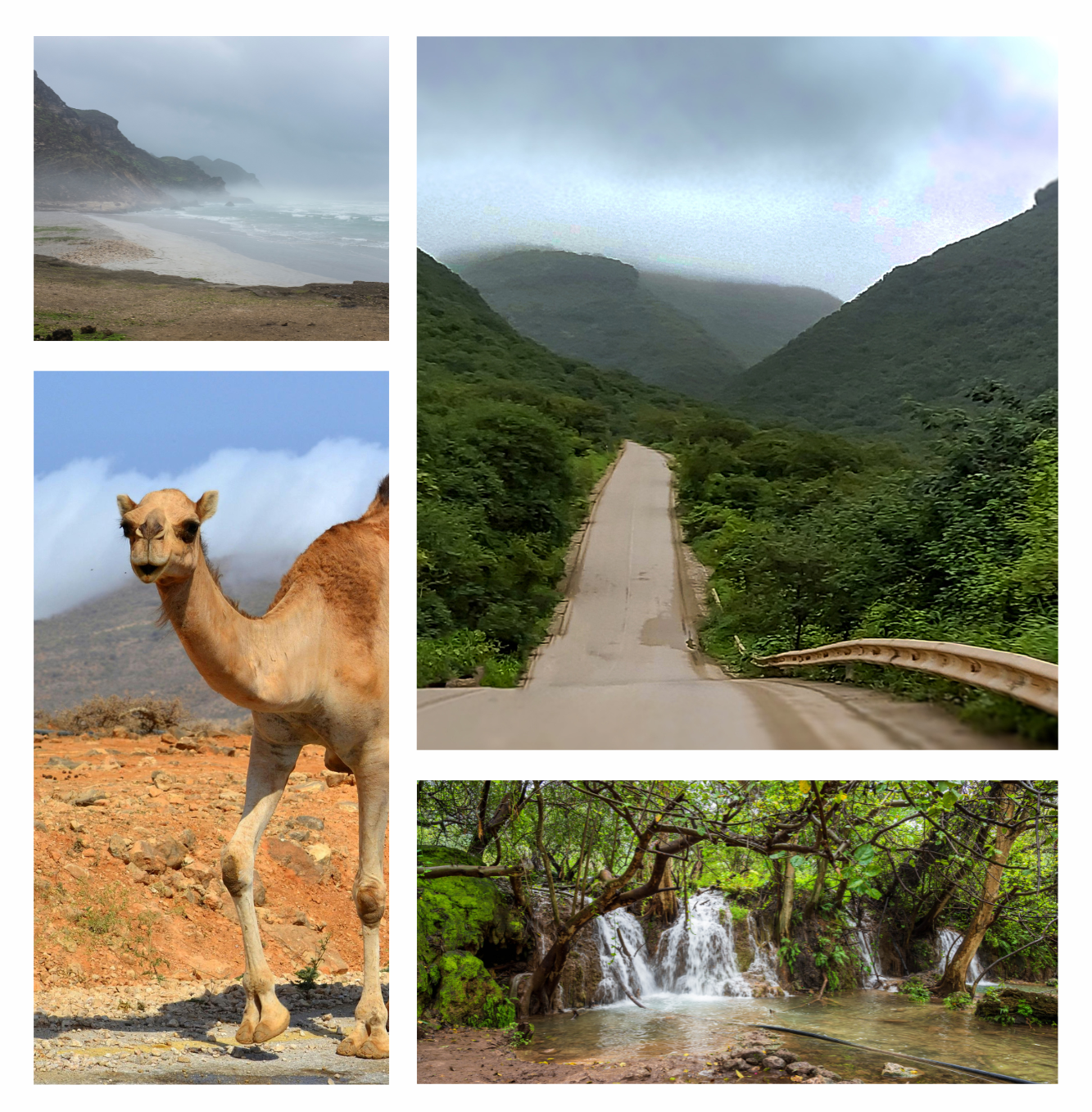 A collage of four photos showing the Khareef monsoon in Dhofar, Oman, featuring a misty coastline, a road through green mountains, a waterfall in a wadi, and a camel on a road.