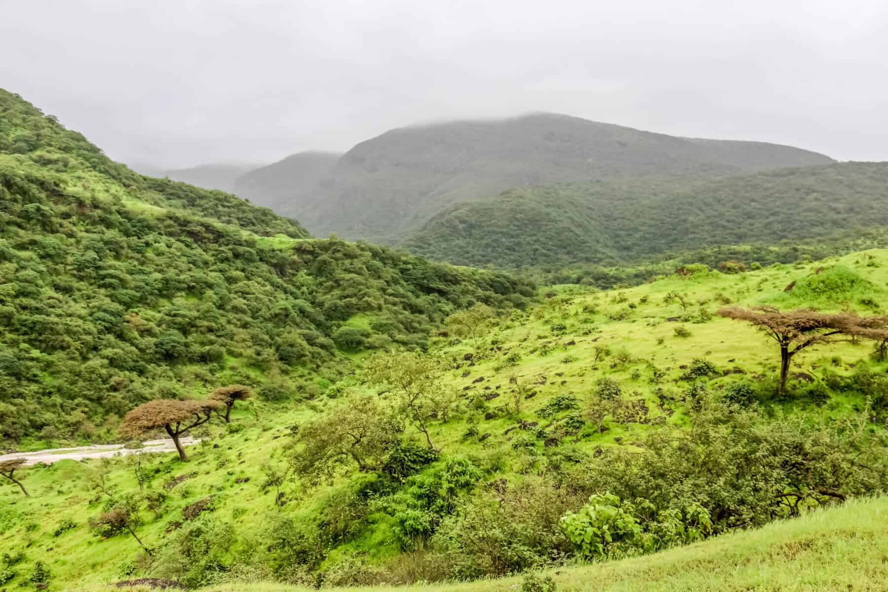 The lush green hills in Dhofar during Khareef season