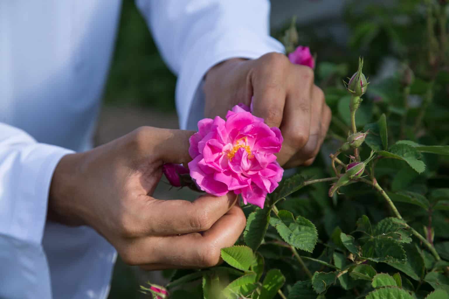 “Hands gently holding a pink rose in Jabal Akhdar, Oman, representing deep travel, culture, and human connection.