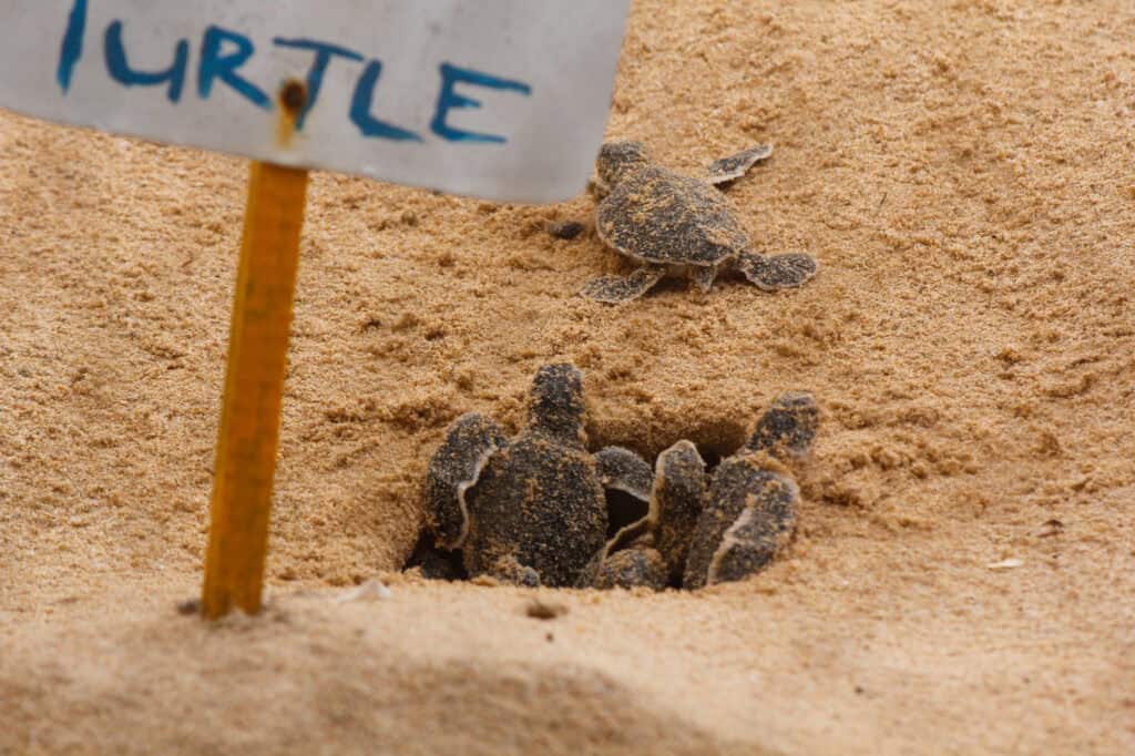 Baby turtles on the beach
