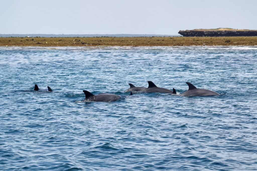 Dolphins off the coast of Muscat