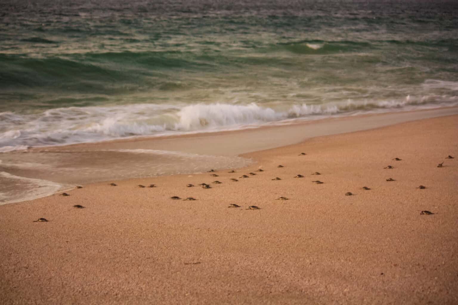 Tiny turtles making their way to the sea at Ras al Jinz