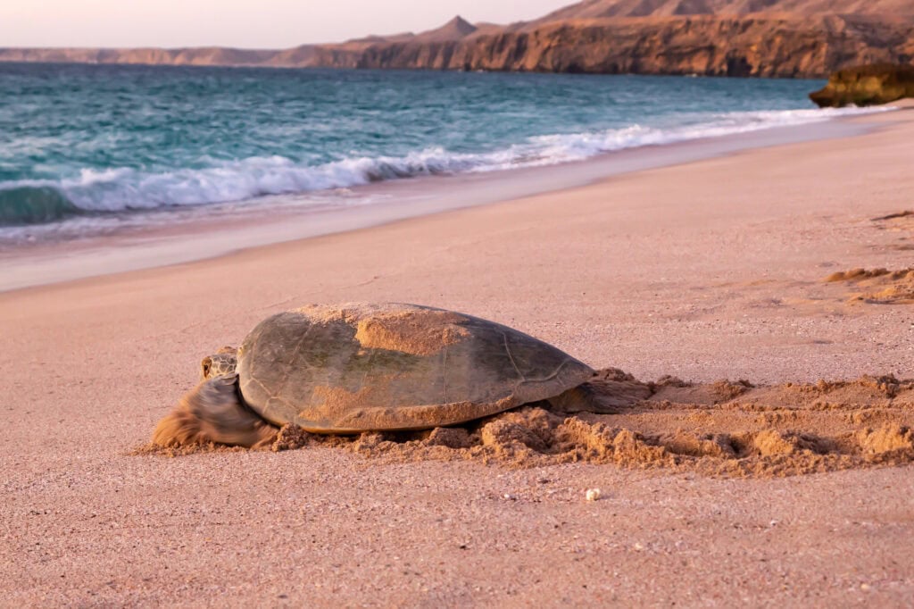 Turtles on the beach in Ras al Jinz
