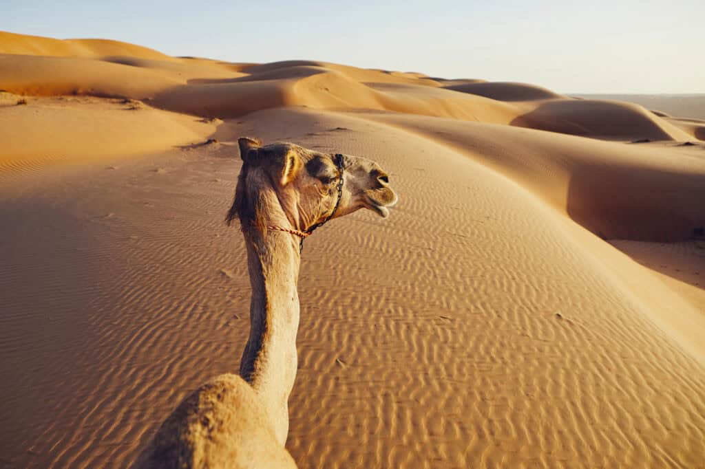 view of the desert in the Wahiba sands and a camel