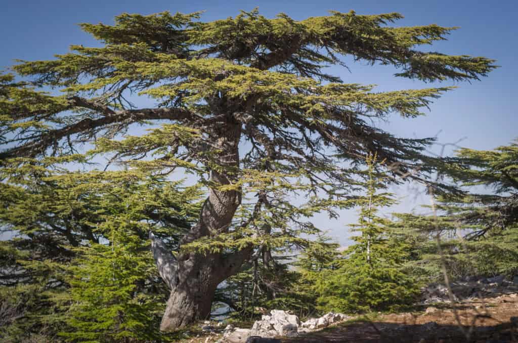Huge cedar trees in a Nature Reserve in Lebanon