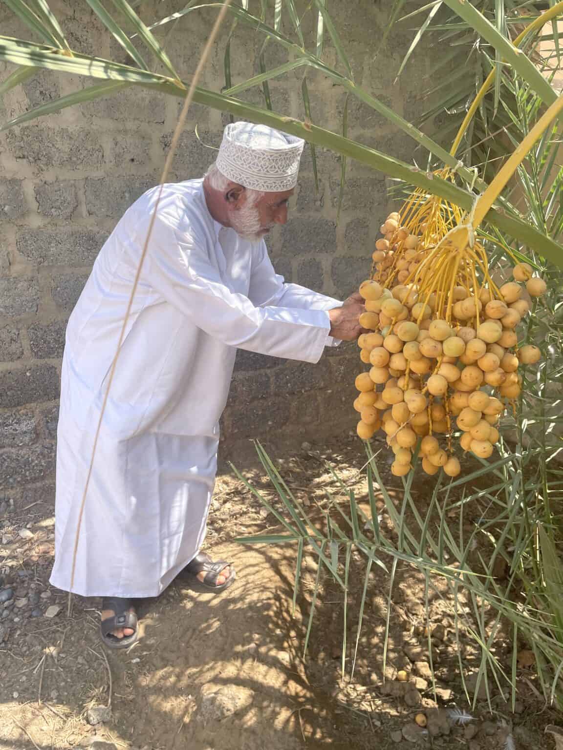 The dates in a garden in Bahla are looked after