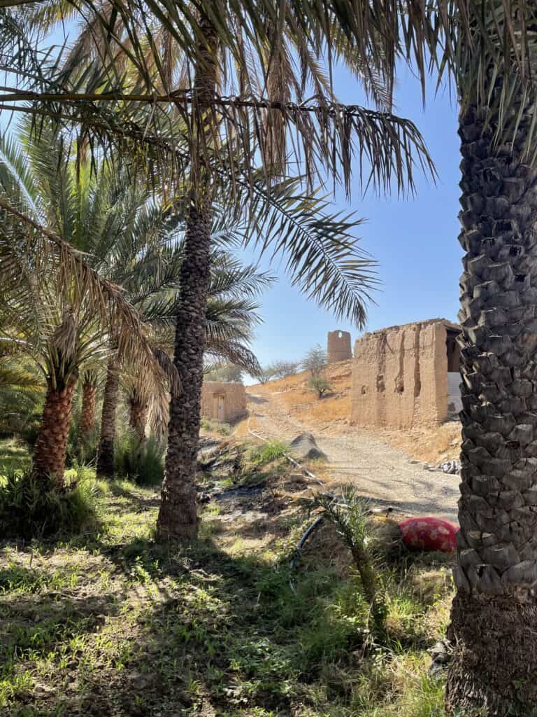 A sunlit path in Birkat al Mouz lined with date palms, leading towards old mud-brick houses and a watchtower on a small hill.