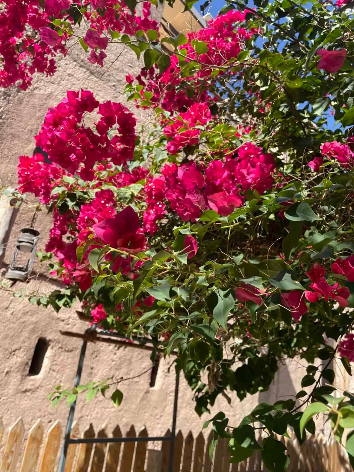 Bright pink bougainvillea blooming in front of a traditional mud-brick house in the Al Sibani neighbourhood of Birkat al Mouz.