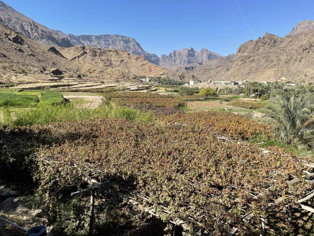 On the terraces, they grow sesame, garlic and even have their own grapes which are cultivated in June.