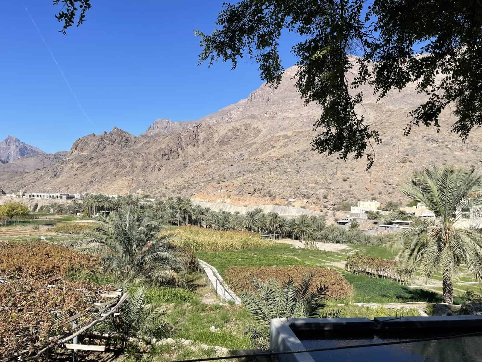 Terraced fields and date palms in Al Awabi, Oman, set against rugged mountain slopes under a clear blue sky.