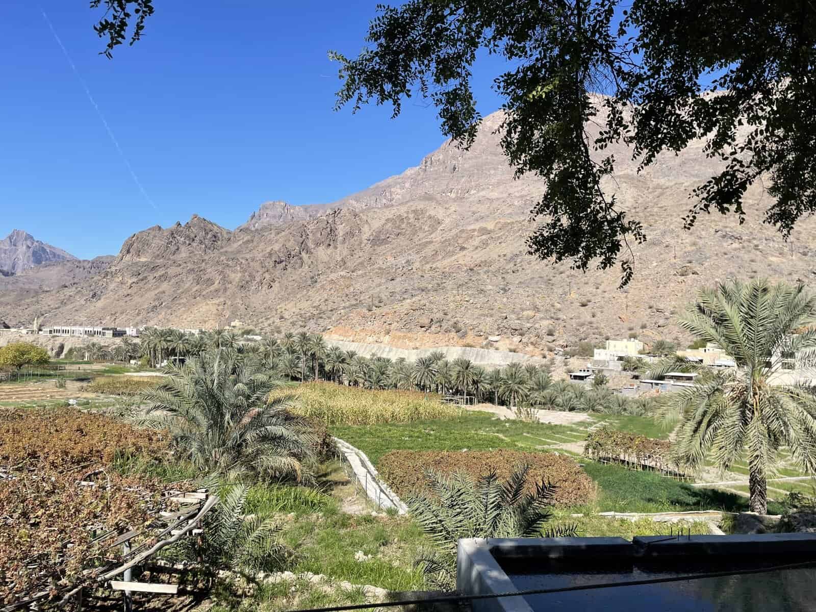 Terraced fields and date palms in Al Awabi, Oman, set against rugged mountain slopes under a clear blue sky.