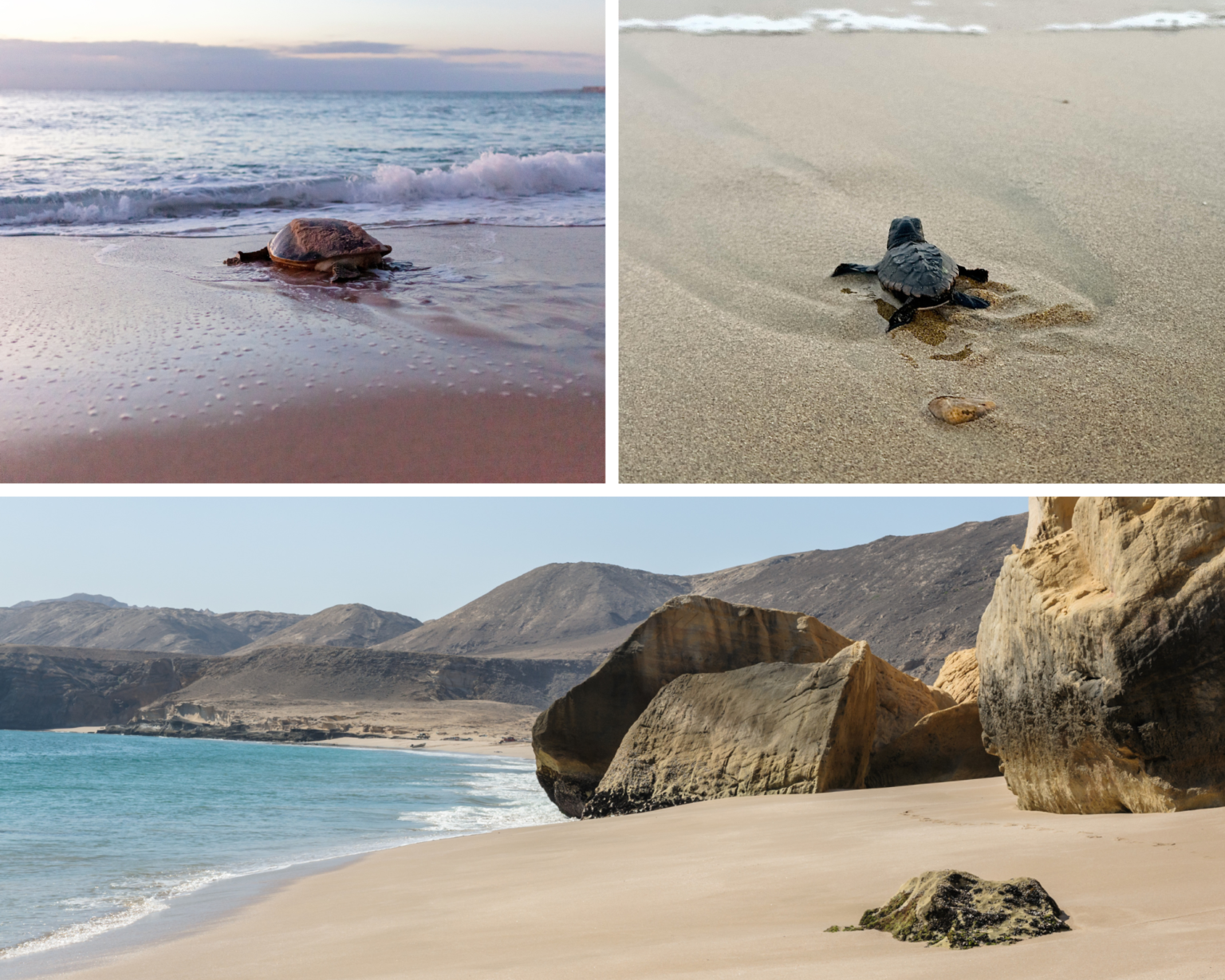 Sea turtle and hatchling on the beach at Ras Al Jinz Turtle Reserve, with rugged coastline and rocky cliffs along Oman’s eastern shore.